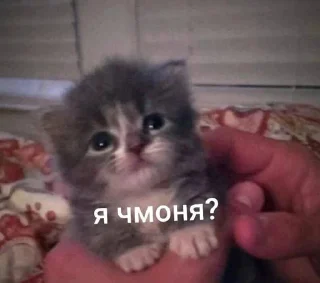 Стикер meow - 4