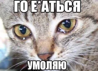 Стикер meow - 1