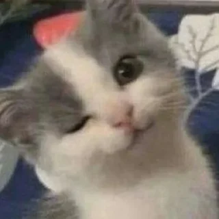 Стикер kittymeow by @oswalldy - 0