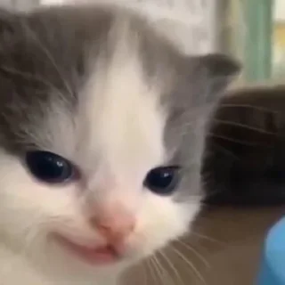 Стикер kittymeow by @oswalldy - 4