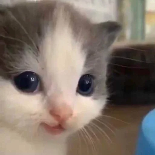 Sticker meowmeownyaa - 1