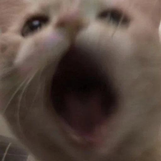 Sticker meowmeownyaa - 1