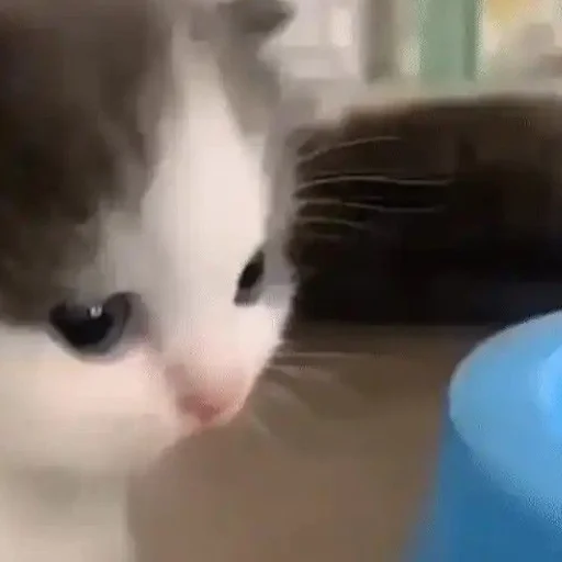 kittymeow by @oswalldy - 