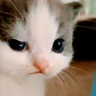 Стикер kittymeow by @oswalldy - 3