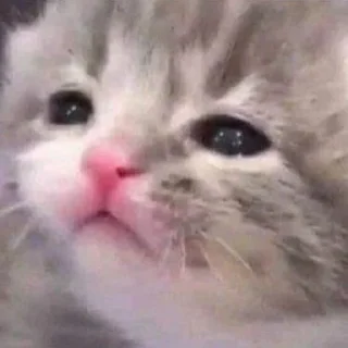 Стикер kittymeow by @oswalldy - 7