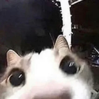 Стикер kittymeow by @oswalldy - 5