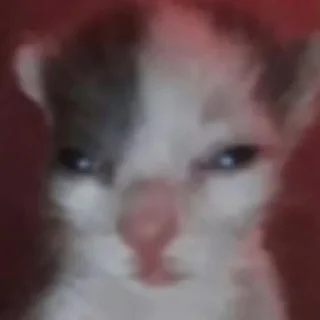 Стикер kittymeow by @oswalldy - 11