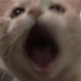 Стикер kittymeow by @oswalldy - 2