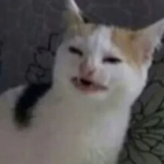 Стикер kittymeow by @oswalldy - 9