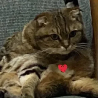 Стикер kittymeow by @oswalldy - 8