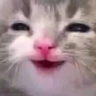 Стикер kittymeow by @oswalldy - 6