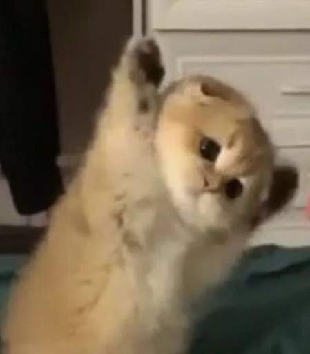 котики - small to medium-sized cats