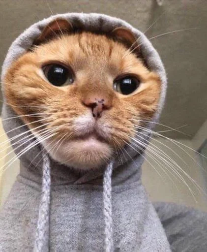 mammal whiskers animal