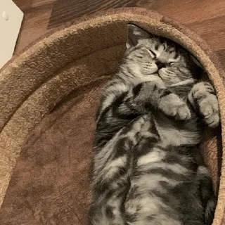 Стикер meow - 10