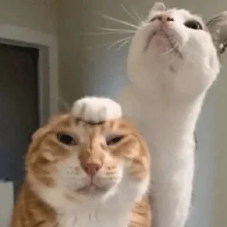 Стикер meow - 4