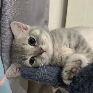 Стикер meow - 9