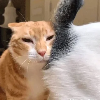 Стикер meow - 2