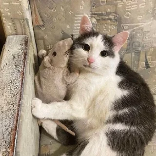 Стикер meow - 5