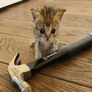 Стикер meow - 1