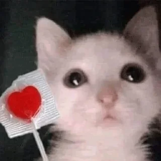 Стикер meow - 3