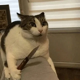 Стикер meow - 0