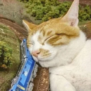 Стикер meow - 6