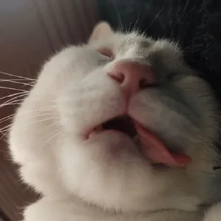 Стикер meow - 11