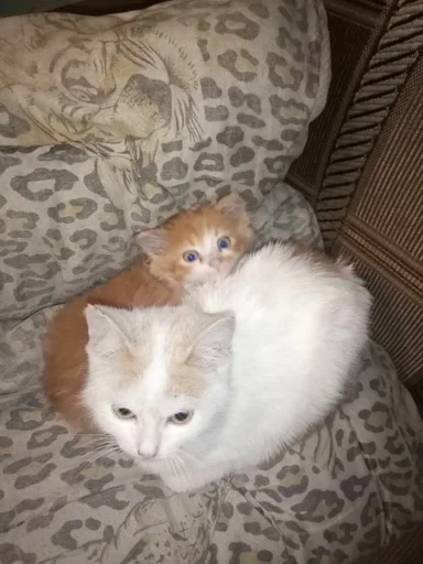 животное млекопитающее комнатный