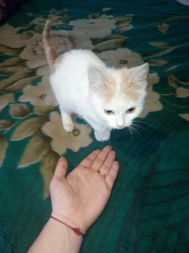 животное млекопитающее Человек