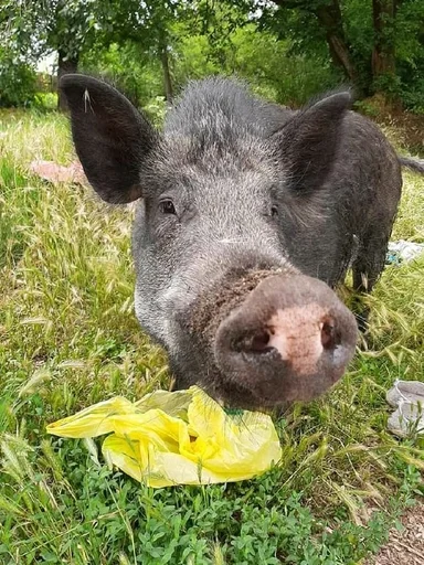 животное млекопитающее свинья