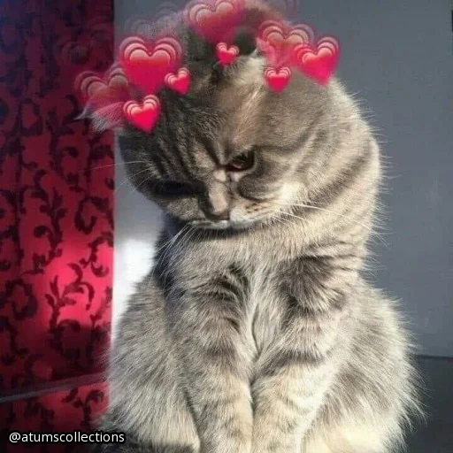 meow 🐱 | @atumscollections - 