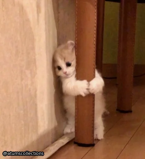 Sticker meoww_meow - 1