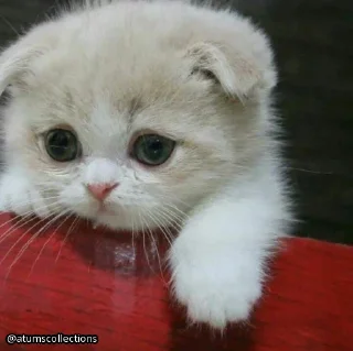 Стикер meow 🐱 | @atumscollections - 11