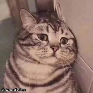 Стикер meow 🐱 | @atumscollections - 2