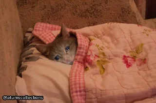 Стикер meow 🐱 | @atumscollections - 5