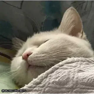 Стикер meow 🐱 | @atumscollections - 1