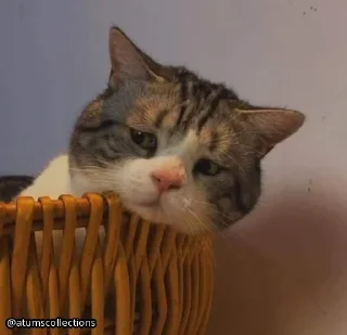 Стикер meow 🐱 | @atumscollections - 9