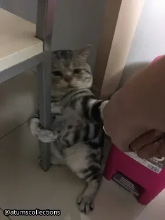 Стикер meow 🐱 | @atumscollections - 4