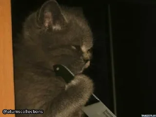 Стикер meow 🐱 | @atumscollections - 10