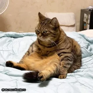 Стикер meow 🐱 | @atumscollections - 7