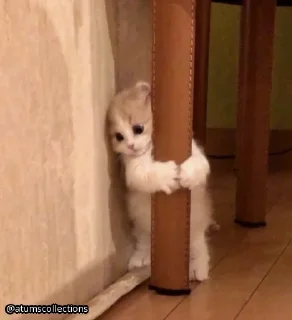 Стикер meow 🐱 | @atumscollections - 6