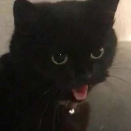 mammal animal small to medium-sized cats