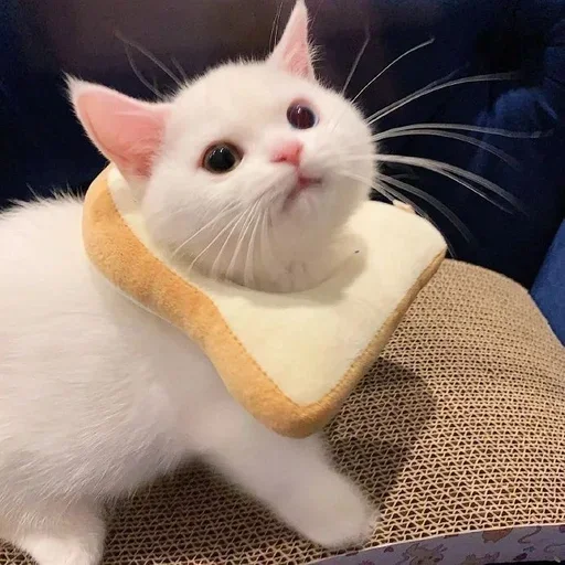 small to medium-sized cats whiskers felidae