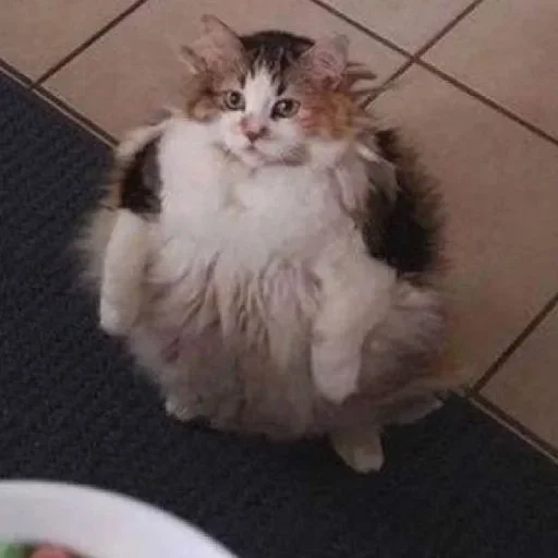 cat mammal domestic cat