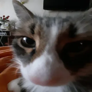 Стикер mehrrrra - 3