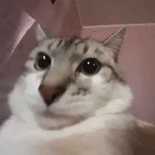 Стикер mehrrrra - 6