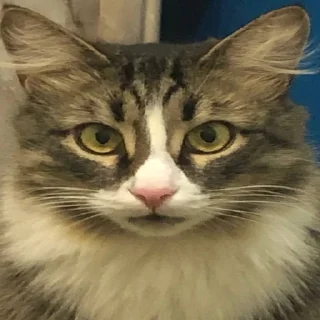 Стикер mehrrrra - 5