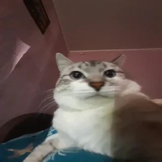 Стикер mehrrrra - 4