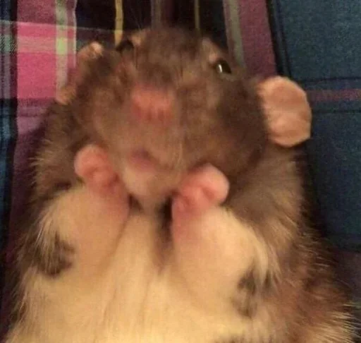 mammal animal rodent