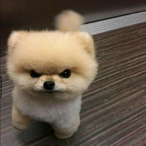 animal mammal pomeranian